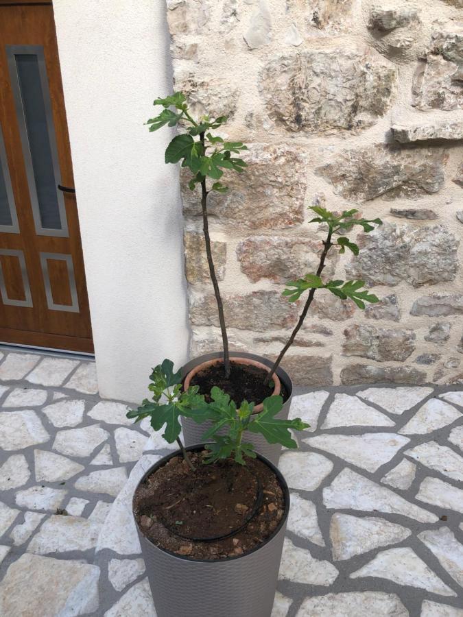 חוואר Old Town Apartment Tonka מראה חיצוני תמונה